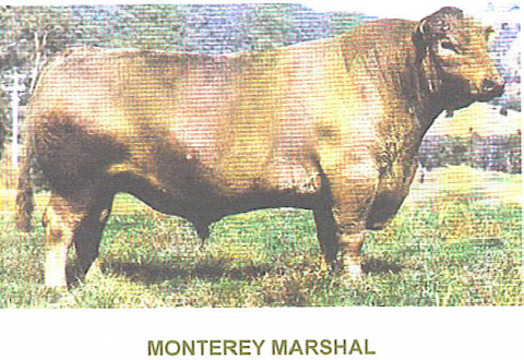 Monterey Marshall B