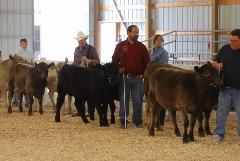 pair of calves EISF 2008